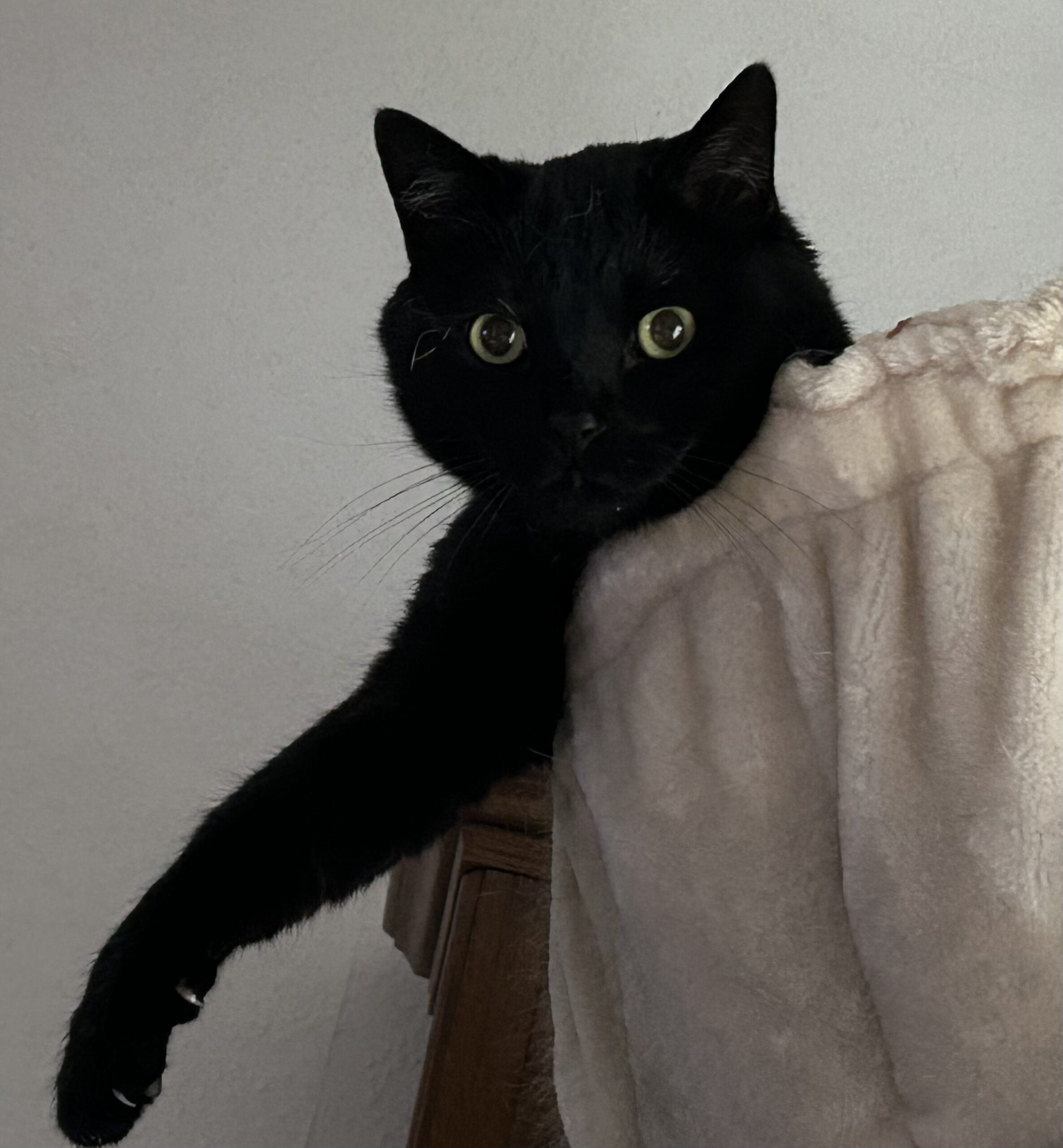Schwarze entspannte Katze.